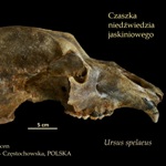 czaszka niedzwiedzia